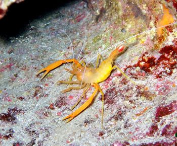 Shrimp, picture taken during a night dive using Fuji Fine... by Etienne Farrugia 